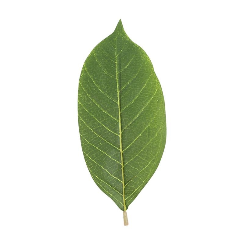Feuilles Magnolia vertes artif - Home Decor Catalog avis et prix